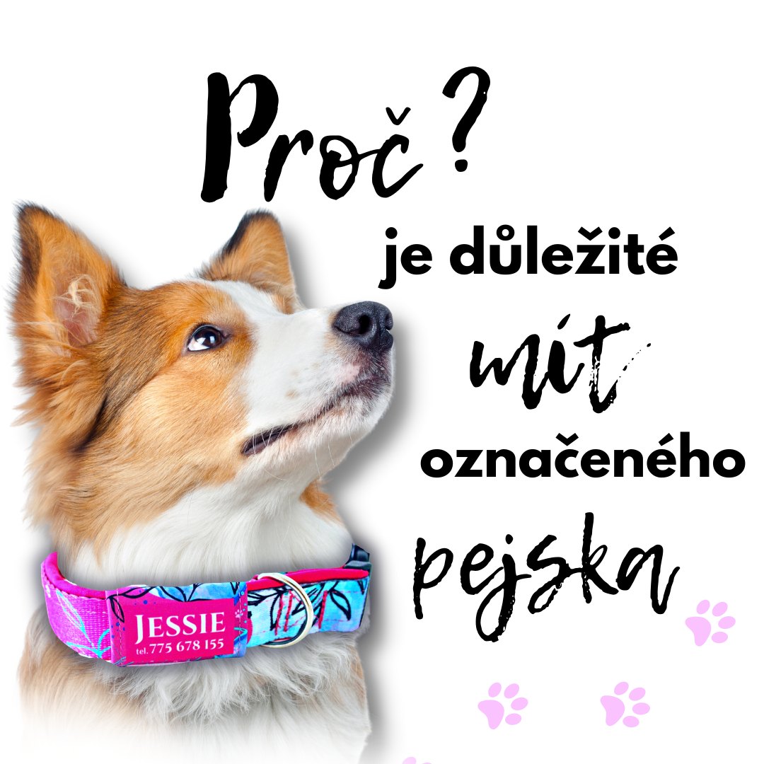 jmenovka pro psa_Vencimstylove.cz